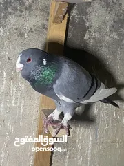  25 للبيع 40 حبه تنظيف سطح