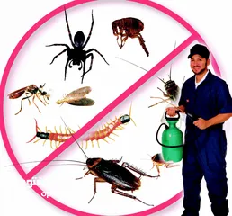  2 شركة الصفوة لمكافحة الحشرات (الكتن والقمل والصراصير والارضة والفئران