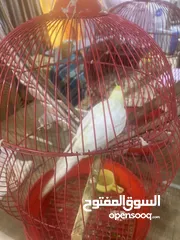  1 طير كوكتيل نثية مال بيت