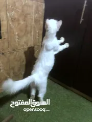  4 ذكر وانثى شعر طويل لون ابيض 450 شيكل فقط