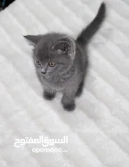  13 قطة لطيفة للبيع cute cat for sale