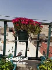  3 شقة للبيع مخيم حطين