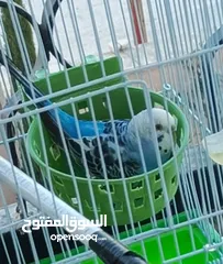  3 جوزين حب بسعر مغري