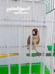  1 حسون ترابي و حسون هملايا
