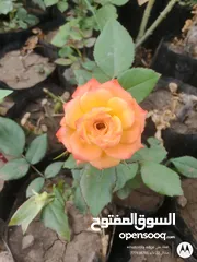  2 نباتات الزينه والورود مشاتل 22 مايو