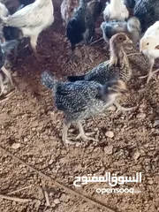  1 فراخ بلدي صحة ونظافة