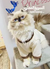  7 Himalayan cats male high quality bread