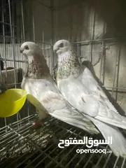  2 جوز ذبابنا صفر الصلاه عالنبي شغلات مكفولات للبيع