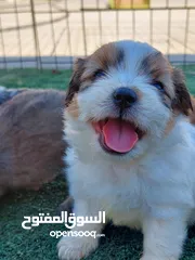  1 كلاب حجم صغير مابكبر