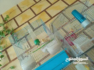  14 عصافير كنار للبيع جواز جاهزه في  اشي مع بيض واشي مش مع بيض وفي فراخ صغار جواز
