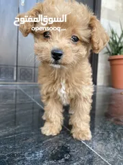  3 Toy poodle puppies for sale