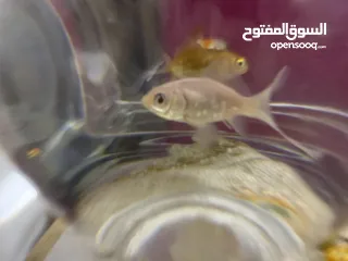  3 سمك للتبديل من سلحفاه برمائيه