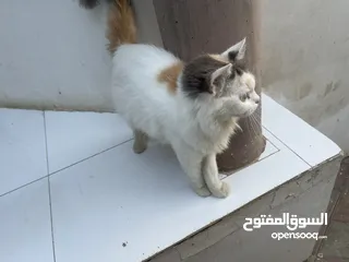  3 Persian female cat very playful cat