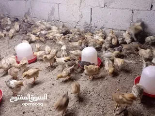  23 صوص بلدي عمر 38 يوم   صوص بلدي عمر 18 يوم