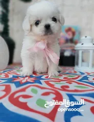  6 مني بيكنواه Xs الحجم القصير بيور