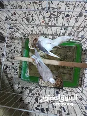  3 جوز كوكتيل وايت فيس