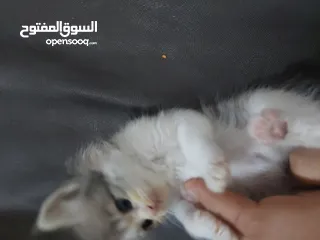  12 قطط كاليكو مكس شيرازي عمر شهرين