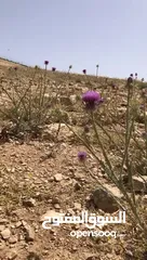  13 ارض مميزة للبيع في جريبا مطلة و مخدومة بالكامل على شارعين و قوشان مستقل