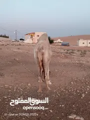  1 ناقه حايل للبدل على خلفه طيبه ب الحليب