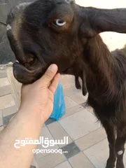  8 بسم الله ماشاء الله ثلاث عنزات شاميات