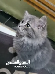  5 قطط شنشيلا شيرازي