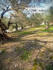  29 القبة الذهبية  اراضي بلعا دير الغصون