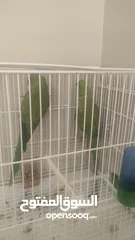 1 parrots male and female 1 for 150 both for 300