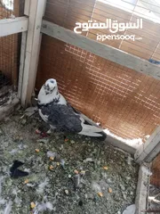  3 حمام للبيع