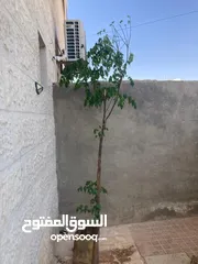  3 radermachera sinica شجرة  شجرة الثعبان
