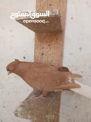  20 طواير مخليف للبيع