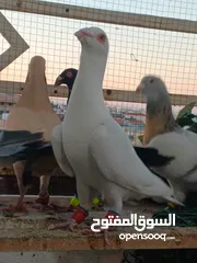  12 حمام برامليات و قرنفلي و امازوني و قفص