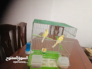  8 كناري أنثى جاهزة مع قفص ب 25 دينار مشاء الله صحة و نظافة موجودة بشفا بدران مع ذكر شهر و يجهز ب 10