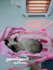  7 قطط سيامي بسعر معقول