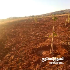  9 قطعه او مميزه مشجره زيتون