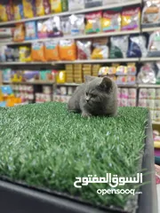  2 قطه سكوتش ستريت العمر 55 يوم بسعر 20د فقط