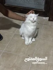  3 قطط للبيع النوع هملايا