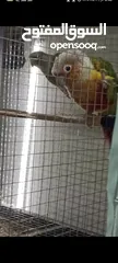  6 جوز جرين شيك كنيور