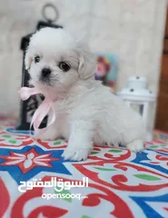  2 مني بيكنواه Xs الحجم القصير بيور