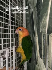 5 White belly caique baby