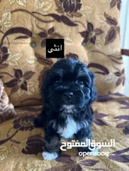  8 جراء فرينش تيرير للبيع