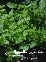  5 نباتات زينة و أشجار للبيغ