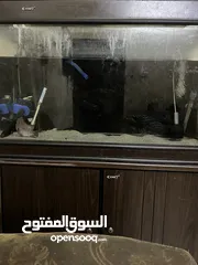  1 Fish tank along with Flower horn fish