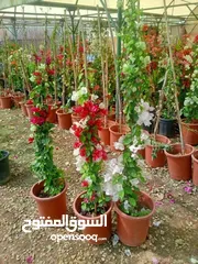  20 مشاتل الرويال لزراعه ومتابعه الاشجار