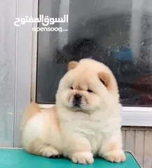  7 جراء تشاينيز تشاو تشاو chow chow مستوى عالي جدا جدا