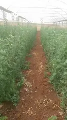  1 متوفر بازيلاء