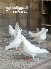  3 حمام فرنسي بيور نقي السلاله خمس  زواج مع فراخهم  جميع الزواج تحتيهم فراخ