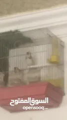  5 جوز حسون ترابي  للبيع