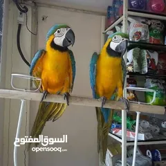  1 Male and female of Blue and gold macaw