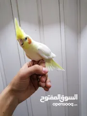  12 كوكتيل اليفات لاتينو عين حمراء