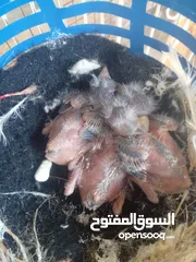  4 فراخ حسون فراخ حسون